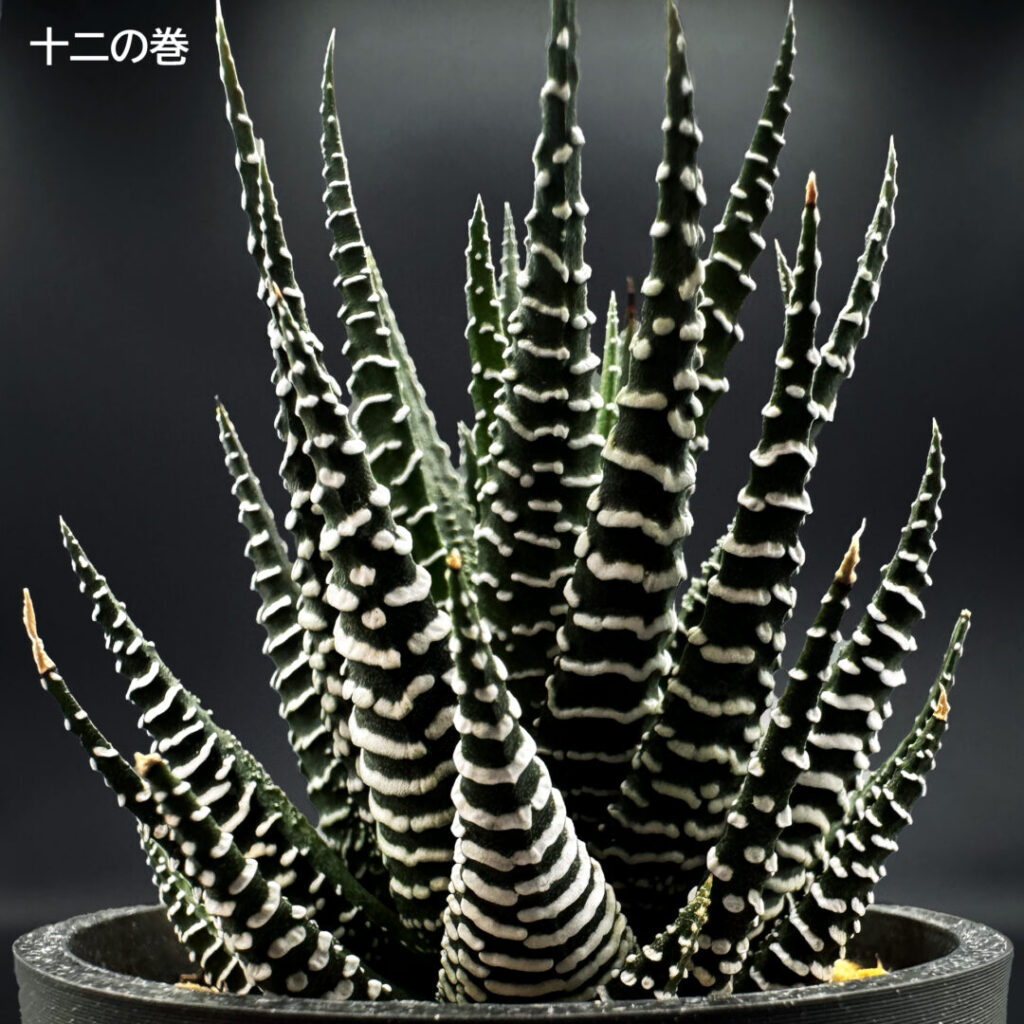item_tanikuA